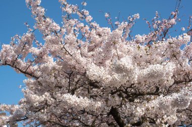 Amsterdam 'daki parkta çiçek açan sakura