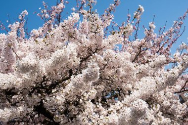 Amsterdam 'daki parkta çiçek açan sakura