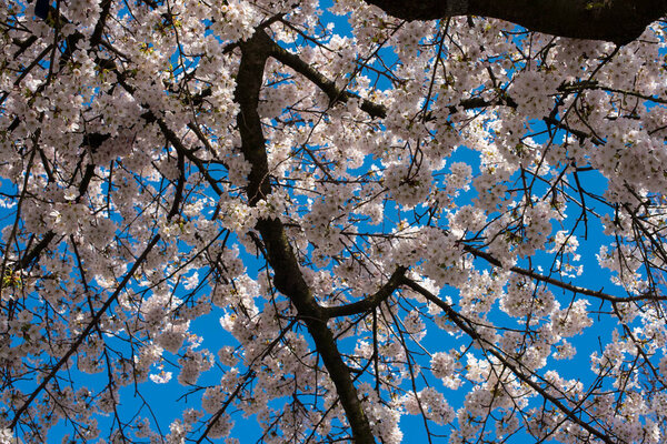 blooming sakura in the park in Amsterdam