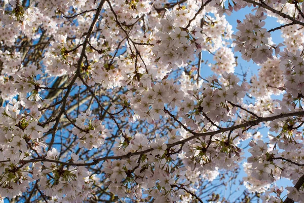 Florescendo Sakura Parque Amsterdã — Fotografia de Stock