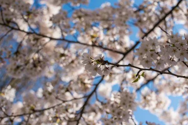 Blooming Sakura Park Amsterdam — Stock Photo, Image