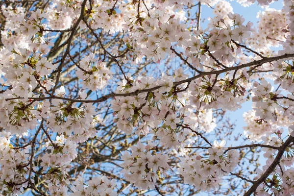 Amsterdam 'daki parkta çiçek açan sakura