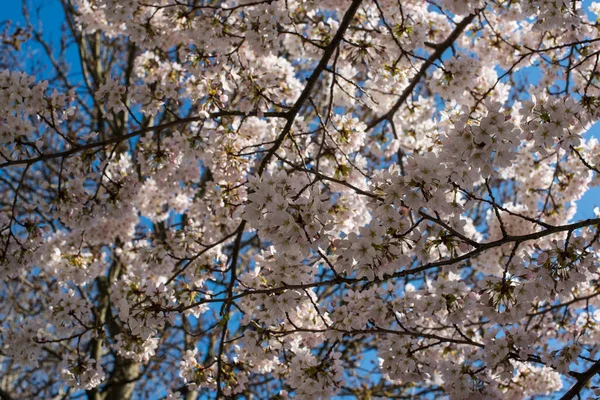 Blooming Sakura Park Amsterdam — Stock Photo, Image