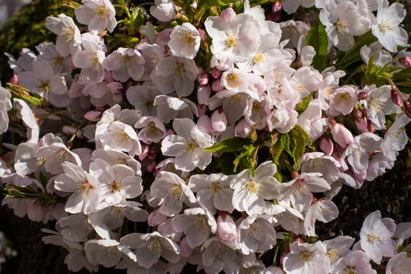 Pink Sakura Tree Blossom Amsterdam — стокове фото