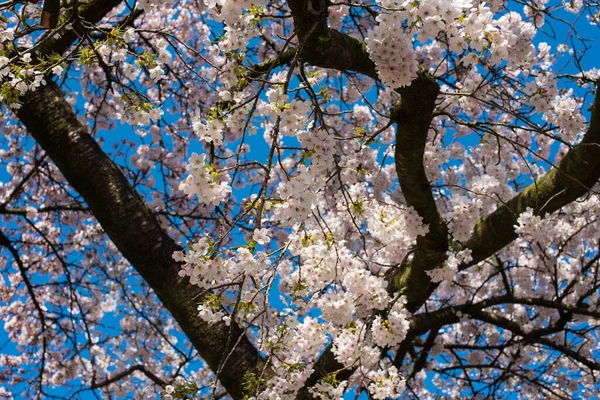 Blooming Sakura Park Amsterdam — Stock Photo, Image