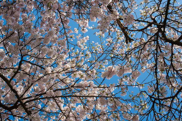 blooming sakura in the park in Amsterdam