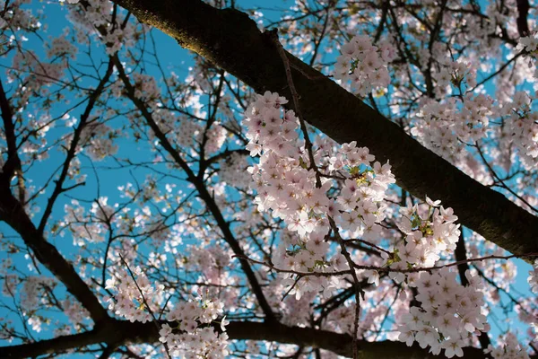 Florescendo Sakura Parque Amsterdã — Fotografia de Stock
