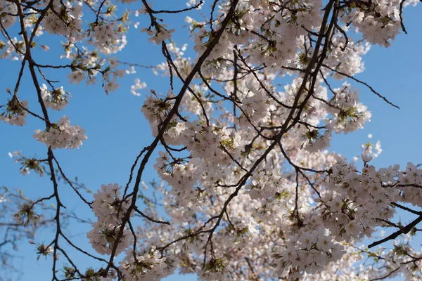 Amsterdam 'daki parkta çiçek açan sakura