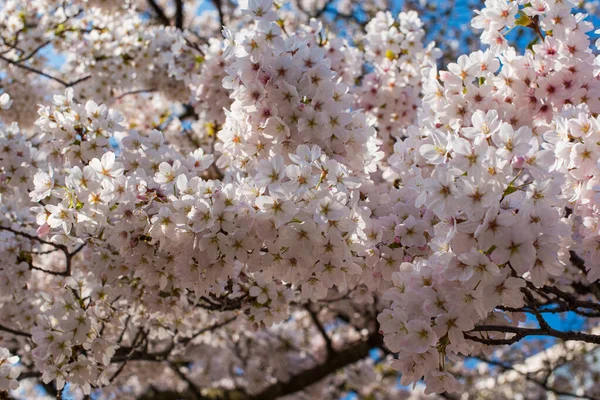 Pink Sakura Tree Blossom Amsterdam — Stock Photo, Image