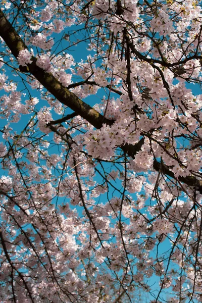 Blooming Sakura Park Amsterdam — Stock Photo, Image