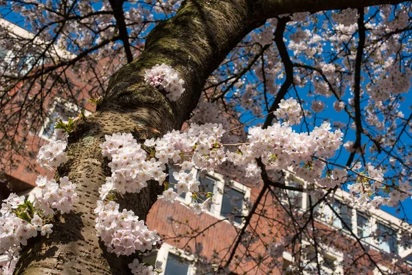 Blooming Sakura Park Amsterdam — Stock Photo, Image