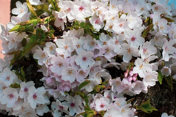 Pink Sakura Tree Blossom Amsterdam — стокове фото