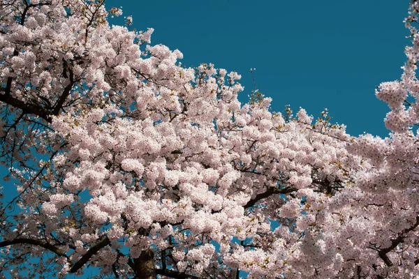 Florescendo Sakura Parque Amsterdã — Fotografia de Stock