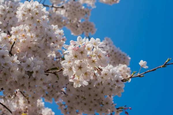 Pink Sakura Tree Blossom Amsterdam — стокове фото