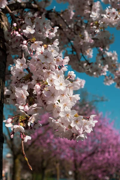 Pink Sakura Tree Blossom Amsterdam — Stock Photo, Image