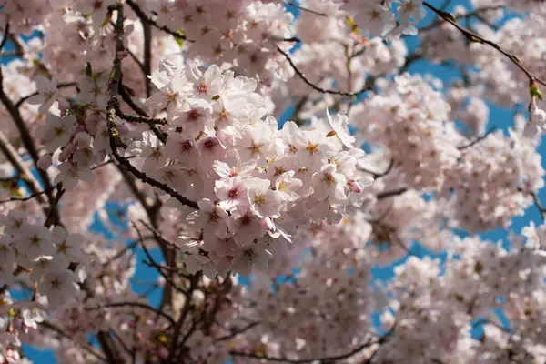 Pink Sakura Tree Blossom Amsterdam — Stock Photo, Image