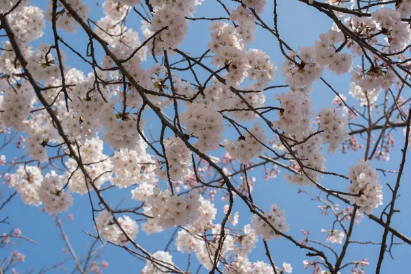 Blooming Sakura Park Amsterdam — Stock Photo, Image