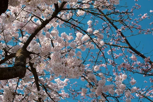 Florescendo Sakura Parque Amsterdã — Fotografia de Stock