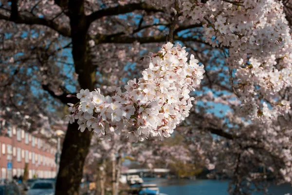 Rosa Sakura Árvore Flor Amsterdã — Fotografia de Stock