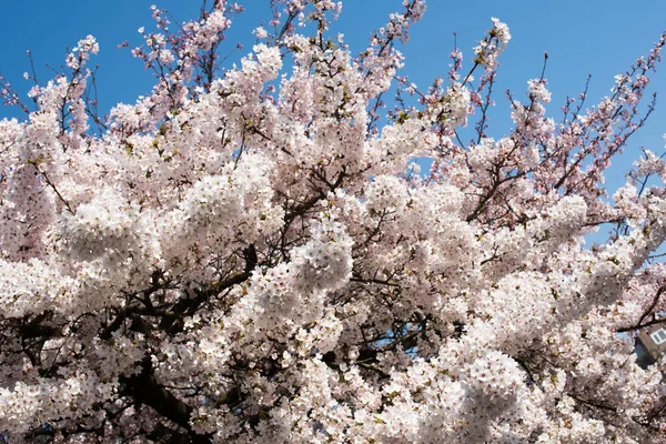Blooming Sakura Park Amsterdam — стокове фото