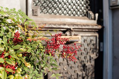 Küçük kırmızı böğürtlenli çalılık brunch 