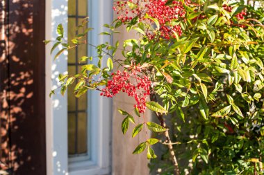 Küçük kırmızı böğürtlenli çalılık brunch 