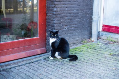 Kedi kapının yanında oturuyor. 