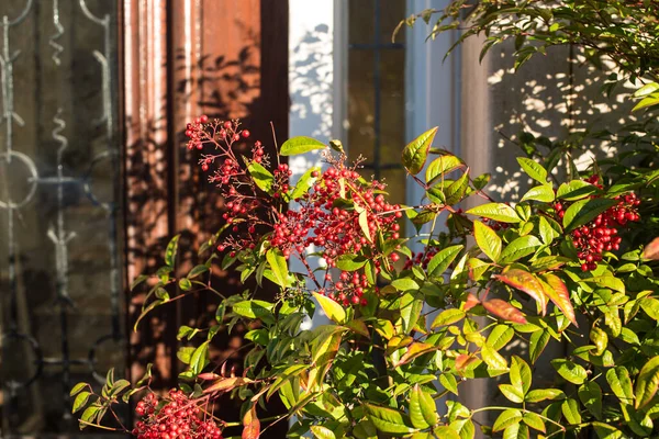 Küçük kırmızı böğürtlenli çalılık brunch 