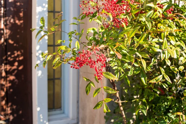 Küçük kırmızı böğürtlenli çalılık brunch 