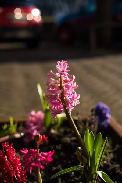 Bahçedeki bahar sümbülü çiçeği