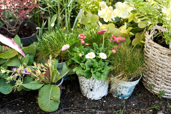 Fleurs Dans Des Pots Sur Porche — Photo