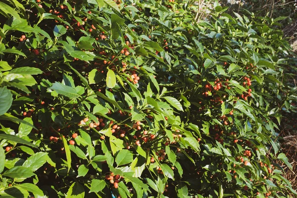 Brunch Bush Little Red Berries — Zdjęcie stockowe