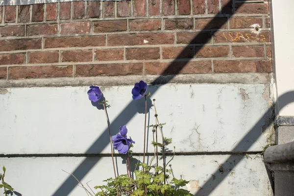 Λουλούδια Γλάστρες Στη Βεράντα — Φωτογραφία Αρχείου