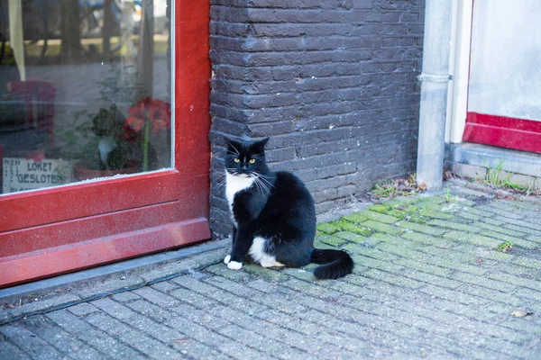 Kedi kapının yanında oturuyor. 