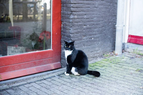 Kedi kapının yanında oturuyor. 