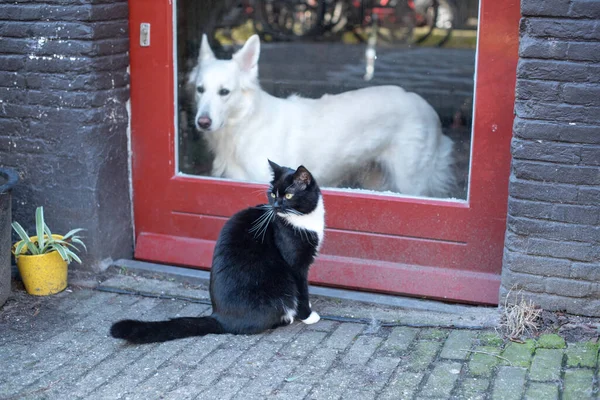 Açık kedi ve kapalı köpek. 