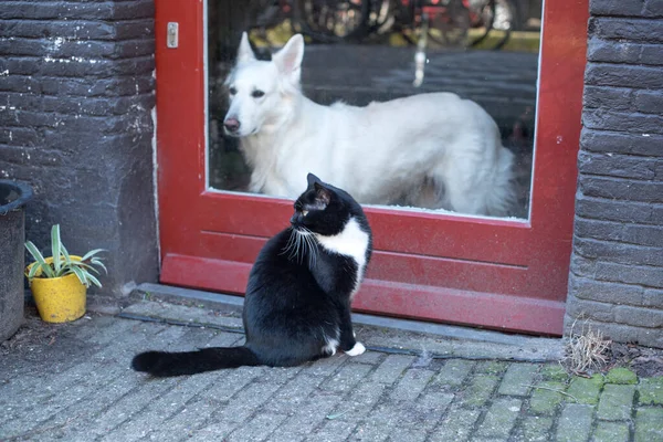 Outdoor Cat Indoor Dog — Stock Photo, Image