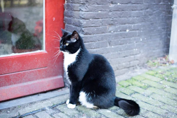 Gato Sentado Cerca Puerta Calle — Foto de Stock