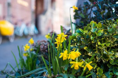 Bahçedeki sarı nergisler