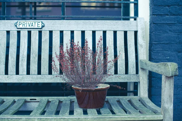 Lonely Plant Bench Garden — 스톡 사진