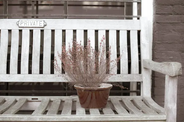 Lonely Plant Bench Garden — Photo