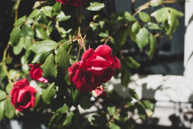 Bahçedeki kırmızı gül çalısı