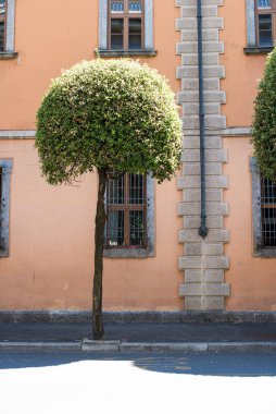 İtalya 'daki eski binanın önündeki ağaç. 