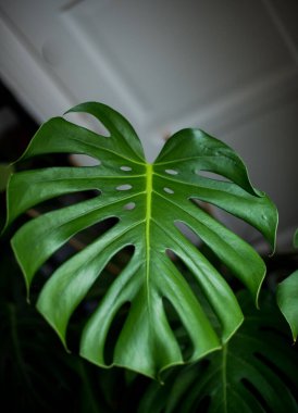 koyu yeşil canavar yaprağı arka planı