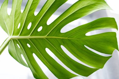 koyu yeşil canavar yaprağı arka planı