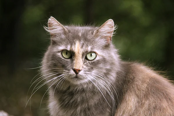 Porträt einer Katze — Stockfoto