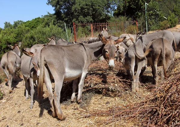 Group of donkeys — Stock Photo, Image