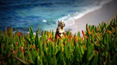 hayat califonia blöf