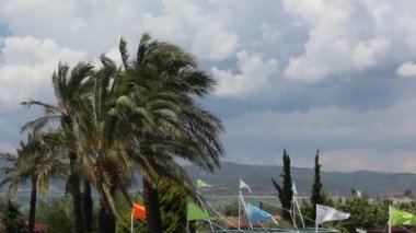 palmiye ve Rüzgar