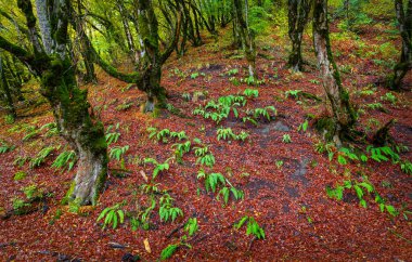 Sonbaharın başlangıcı Dağlardaki ormanda
